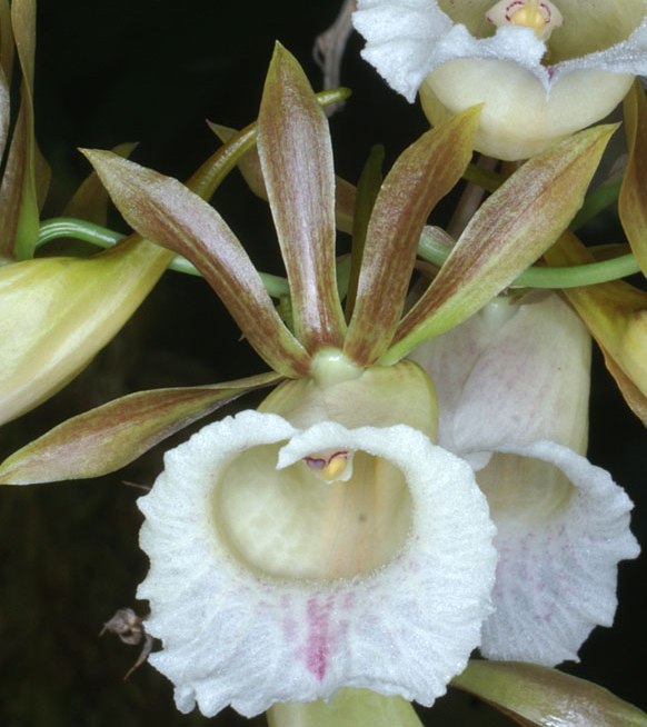 Galeandra leptoceras